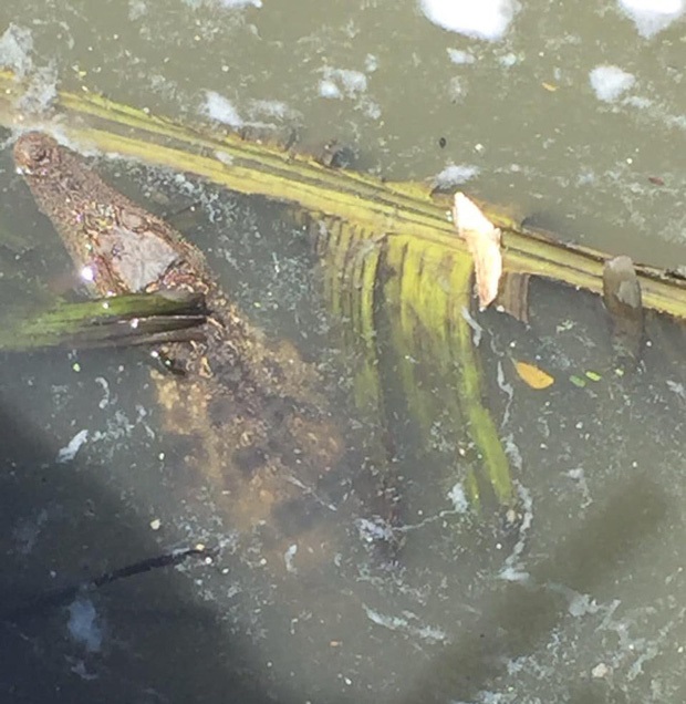 Con cá sấu nặng 4 ký đi lạc ra kênh Tẻ hồi tháng 7/2020.