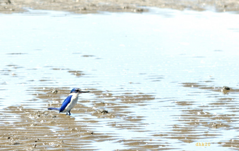 Chú chim bói cá có màu xanh nước biển