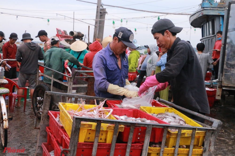 Tính đến hết sáng nay cảng cá Thuận An có hơn 60 thuyền cá đã cập cảng Thuận An vừa bán hải sản vừa đưa thuyền vào tránh trú bão sỗ 5
