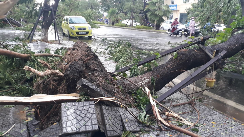 Cây xanh ngã đổ la liệt trên đường Nguyễn Huệ, thành phố Huế