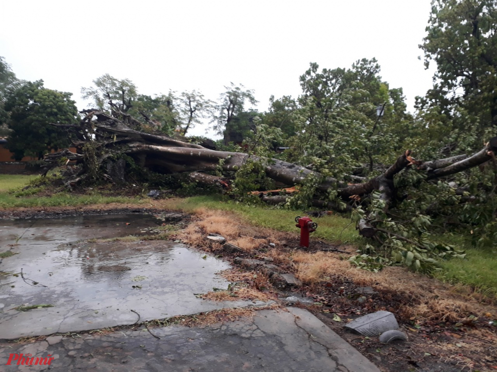  Nhiều cây xanh  trăm năm tuổi trong Đại Nội ngã đổ vì gió bão giật mạnh