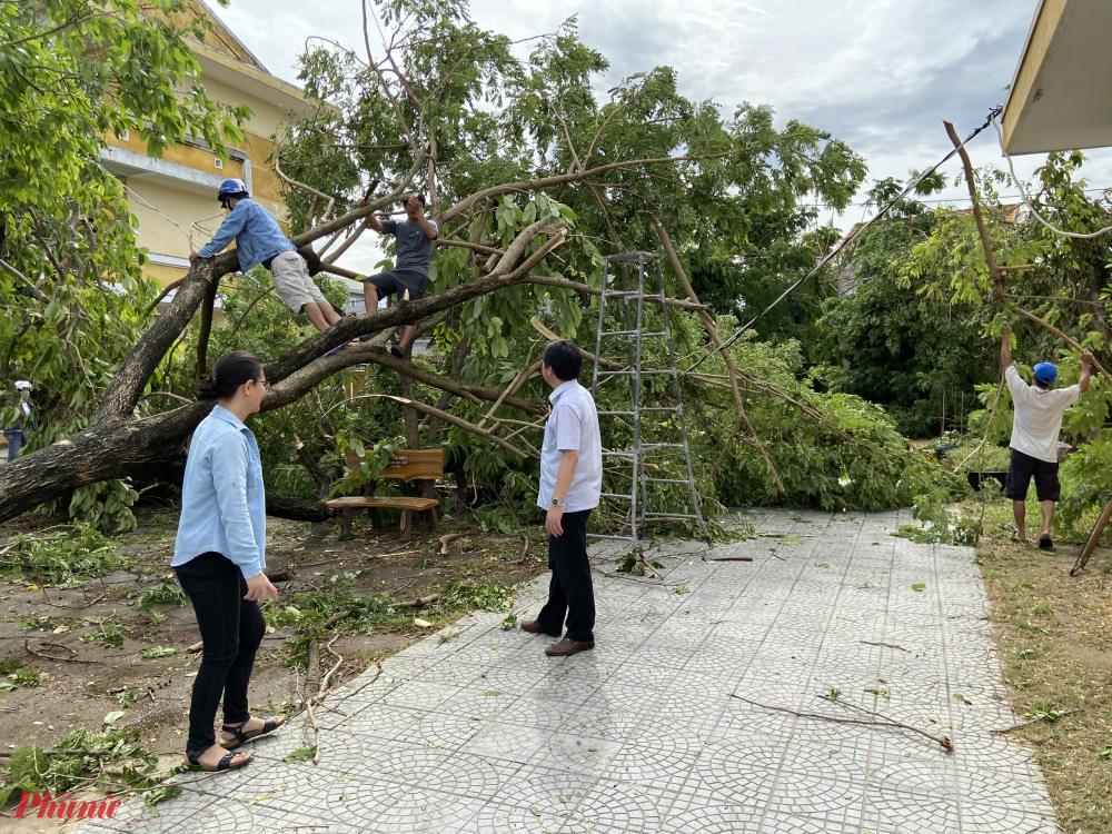 Cây xanh ngả đổ quanh sân trường sau khi cơn bão đi qua