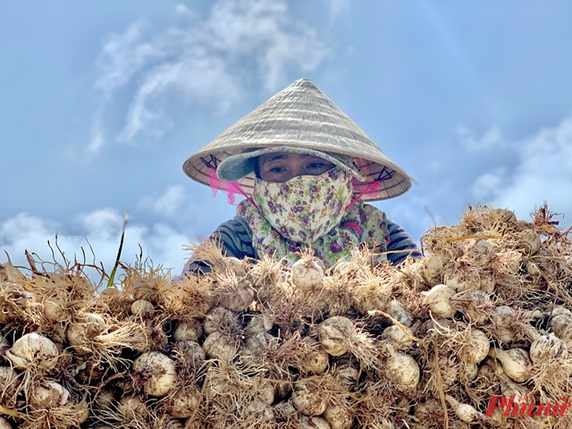   Ngoài thời gian chạy xe ôm, công việc của nhiều phụ nữ ở đảo Bé là trồng hành, tỏi và lo việc gia đinh