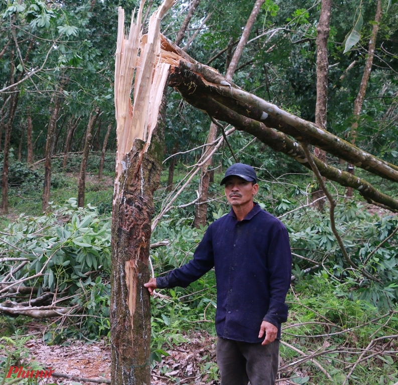 Sau cơn bão số 5 bà con trồng cao su bỗng trở thành  