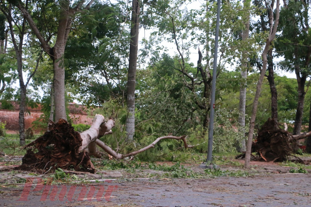 TP. Húe có hơn 15.000 cây xanh bị ngã đổ do ảnh hưởng bão số 5