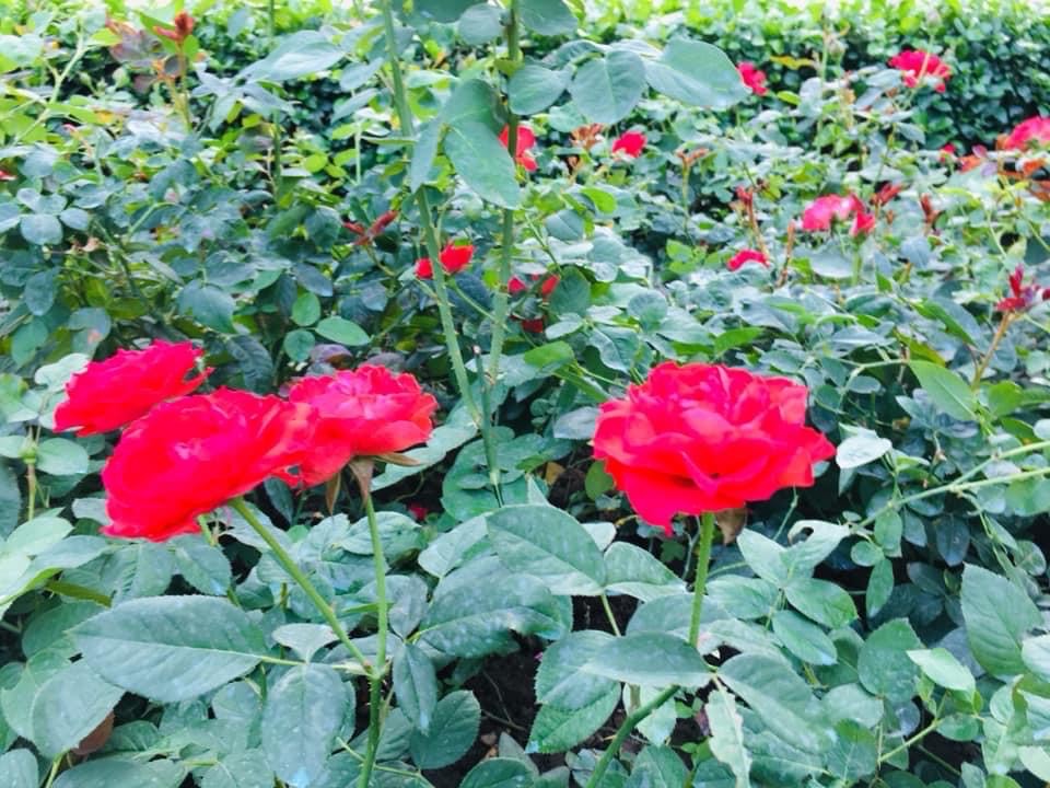 Hoa hông đỏ thắm trong công viên Phú Lâm