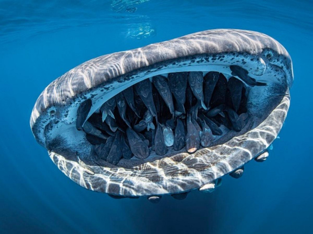 Giải thưởng cao nhất thuộc về nhiếp ảnh gia Evans Baudin với bức ảnh ghi lại khoảng 50 con cá ép đang nằm trong miệng của con cá mập được chụp tại bang Baja California của Mexico.