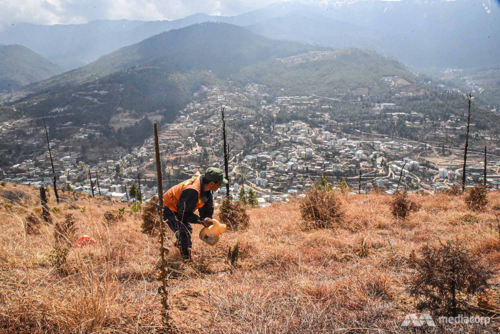 ông Sonam Phuntsho đã trồng hơn 100.000 cây.