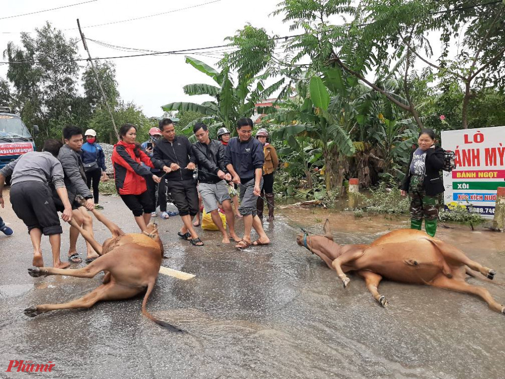 Nhiều trâu bò chết do không kịp di dời