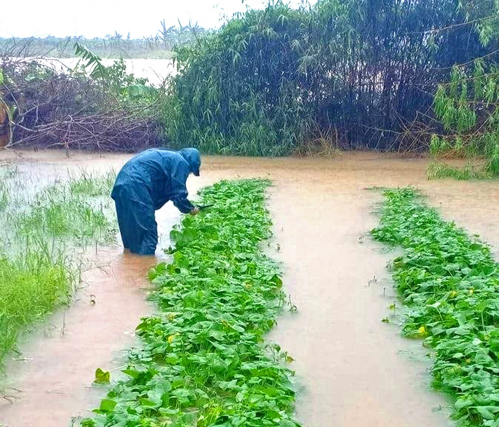 Vùng chuyên canh rau xanh xã Quảng Thành, H.Quảng Điền, tỉnh Thừa Thiên - Huế bị lũ nhấn chìm,  hầu hết rau hư hại