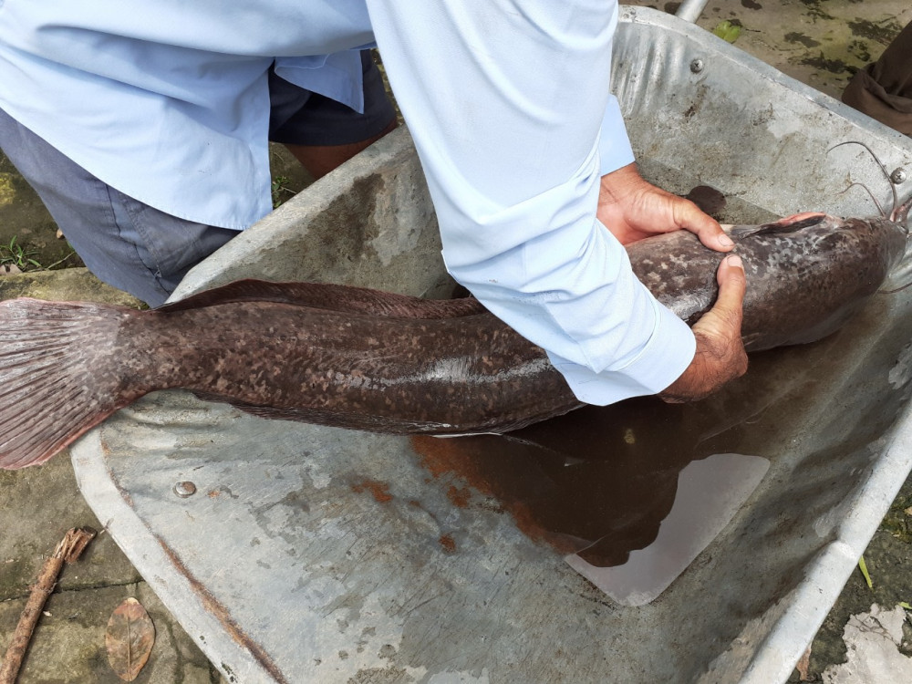 Con cá trê 'khủng' được chủ nhân đặt trong chiếc xe rùa để chở về nhà