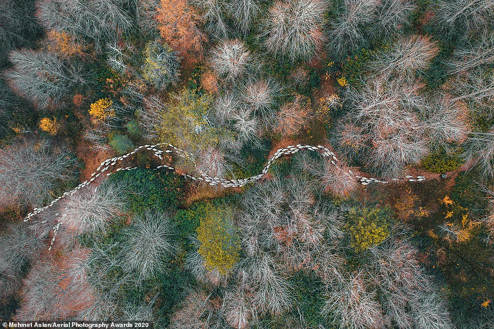 Bức ảnh đầy mê hoặc về một đàn cừu băng qua khu rừng mùa thu của nhiếp ảnh gia người Thổ Nhĩ Kỳ Mehmet Aslan đã giành vị trí đầu tiên trong hạng mục Cây cối & Rừng