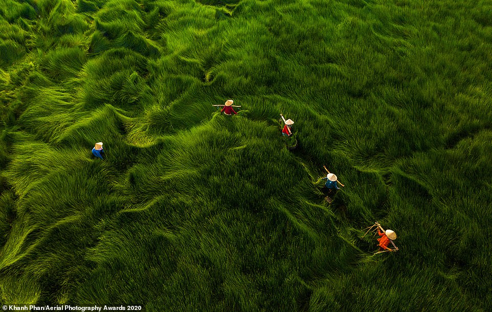 Trong hình ảnh đẹp mê hồn này của Khanh Phan, một cánh đồng cỏ với những chiếc lá cao hơn một mét ở Việt Nam trông như những con sóng. Theo nhiếp ảnh gia, cánh đồng là nơi trú ngụ của rắn, ếch và cá, với đám cỏ được cắt để làm thức ăn cho gia súc