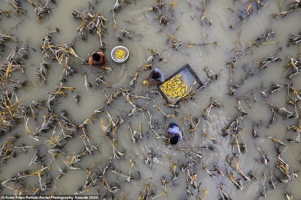 Giải nhất ở hạng mục Môi trường thuộc về nhiếp ảnh gia người Bangladesh Azim Khan Ronnie với bức ảnh chụp những người nông dân giữa cánh đồng ở Bangladesh đã bị tàn phá bởi nước lũ