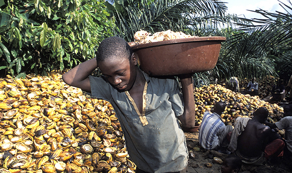 Lao động trẻ em tại châu Phi làm việc trong điều kiện khắc nghiệt, với công cụ nguy hiểm  để cung cấp nguyên liệu cho ngành sản xuất chocolate của thế giới - Ảnh: Getty Images
