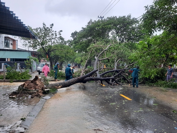 Sau bão, nhiều cây lớn đổ rạp 