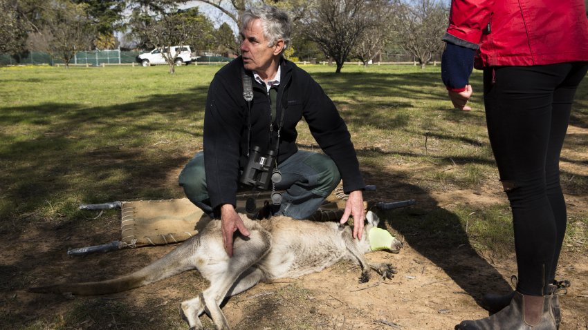 Một con kangaroo bị thương đang được người dân cố gắng cứu chữa - Ảnh: David Maurice Smith