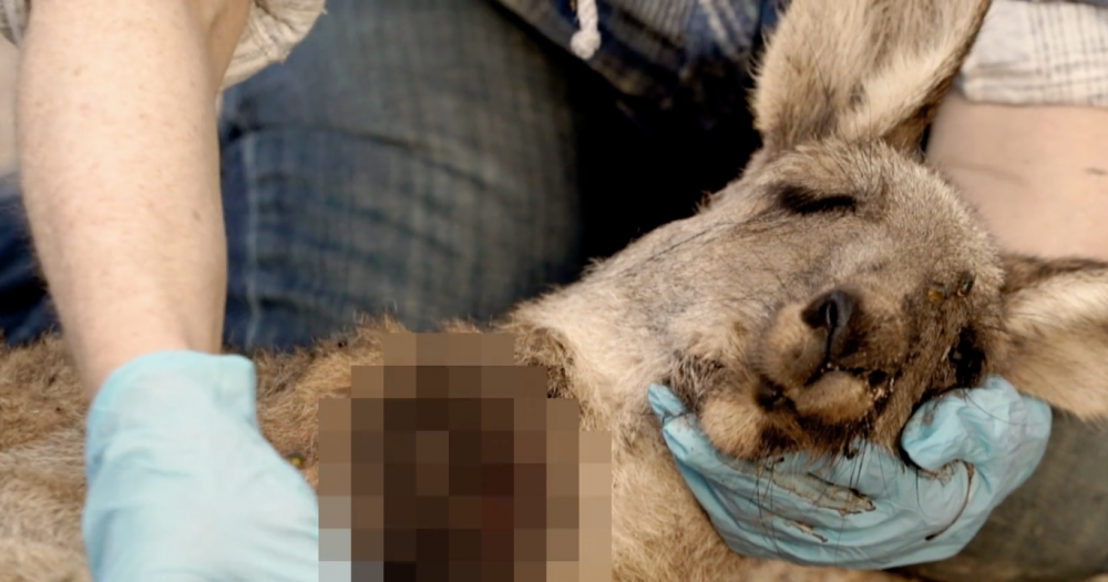 Các nhà bảo vệ động vật lên án hành vi ngược đãi kangaroo. Trong ảnh là một con kangaroo bị bắn trọng thương, không thể ăn uống được, và chết sau nhiều ngày chịu đựng sự đau đớn và sợ hãi - Ảnh: 