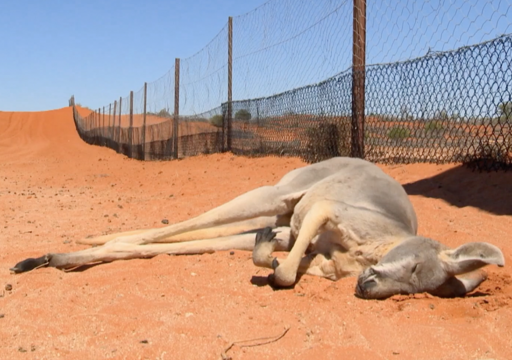Kangaroo là mục tiêu của những cuộc săn bắn diễn ra hàng đêm ở nước Úc - Ảnh: Independent 