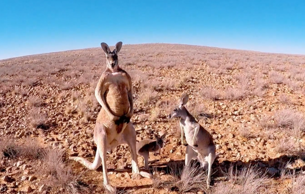 Một số người cho rằng, sự phát triển ồ ạt về số lượng kangaroo đã gây nên nhiều tác động tiêu cực - Ảnh: Indievillage