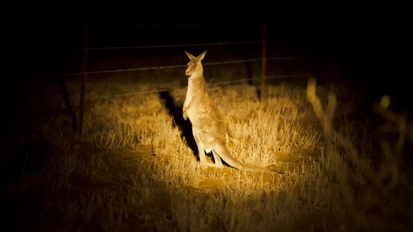 Đang có nhiều lo ngại về tình trạng sụt giảm số lượng kangaroo, thậm chí tuyệt chủng khi mà việc săn bắn kangaroo vẫn đang được cho phép ở Australia - Ảnh: David Maurice Smith