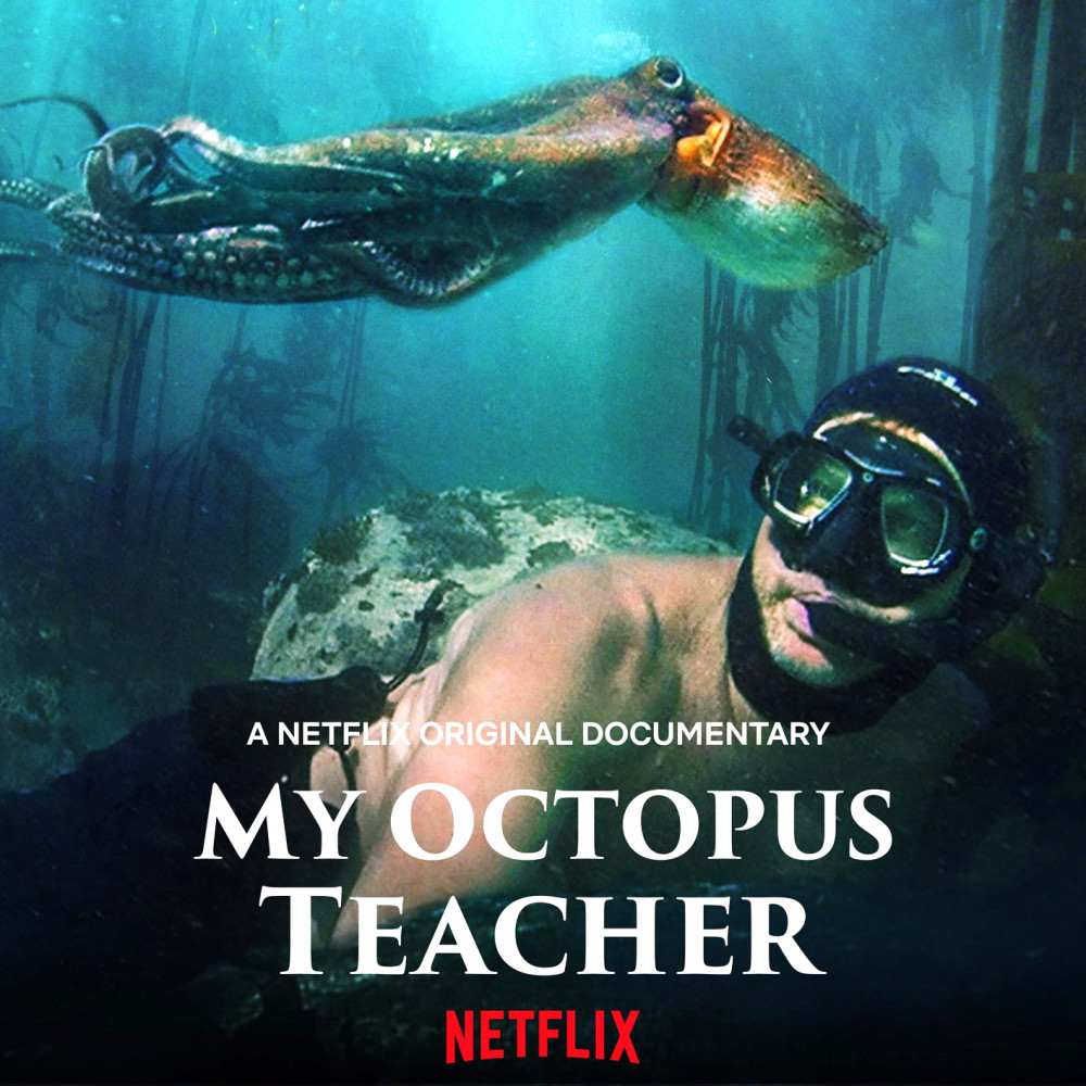 My Octopus Teacher giúp chúng ta nâng cao nhận thức về thiên nhiên và muôn loài