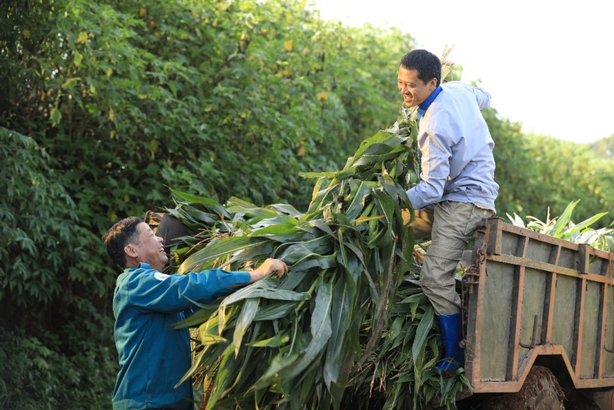 Trong suốt 25 năm có mặt tại Việt Nam, Cô Gái Hà Lan đã hợp tác với 7.000 hộ nông dân và phát triển đàn bò sữa đến 35.000 con. Ảnh: CGHL cung cấp