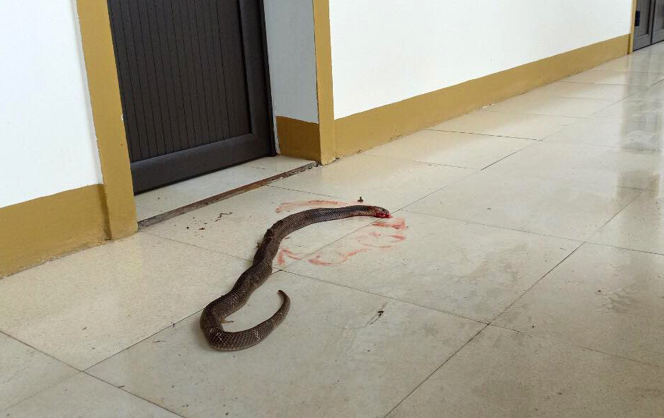 Hơn 30 con rắn được phát hiện trong trụ sở xã Thạch Đài sau lũ