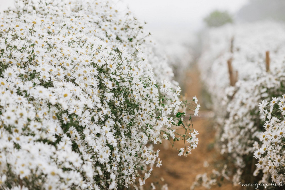 Cúc họa mi hay còn gọi là daisy, hoa có màu trắng, nhỏ xinh và thường được trồng ở bãi sông Hồng. 