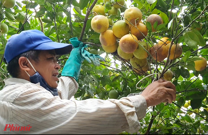 Nhiều chùm cam nặng trĩu, vàng óng trên cây cũng dần bị thối rữa