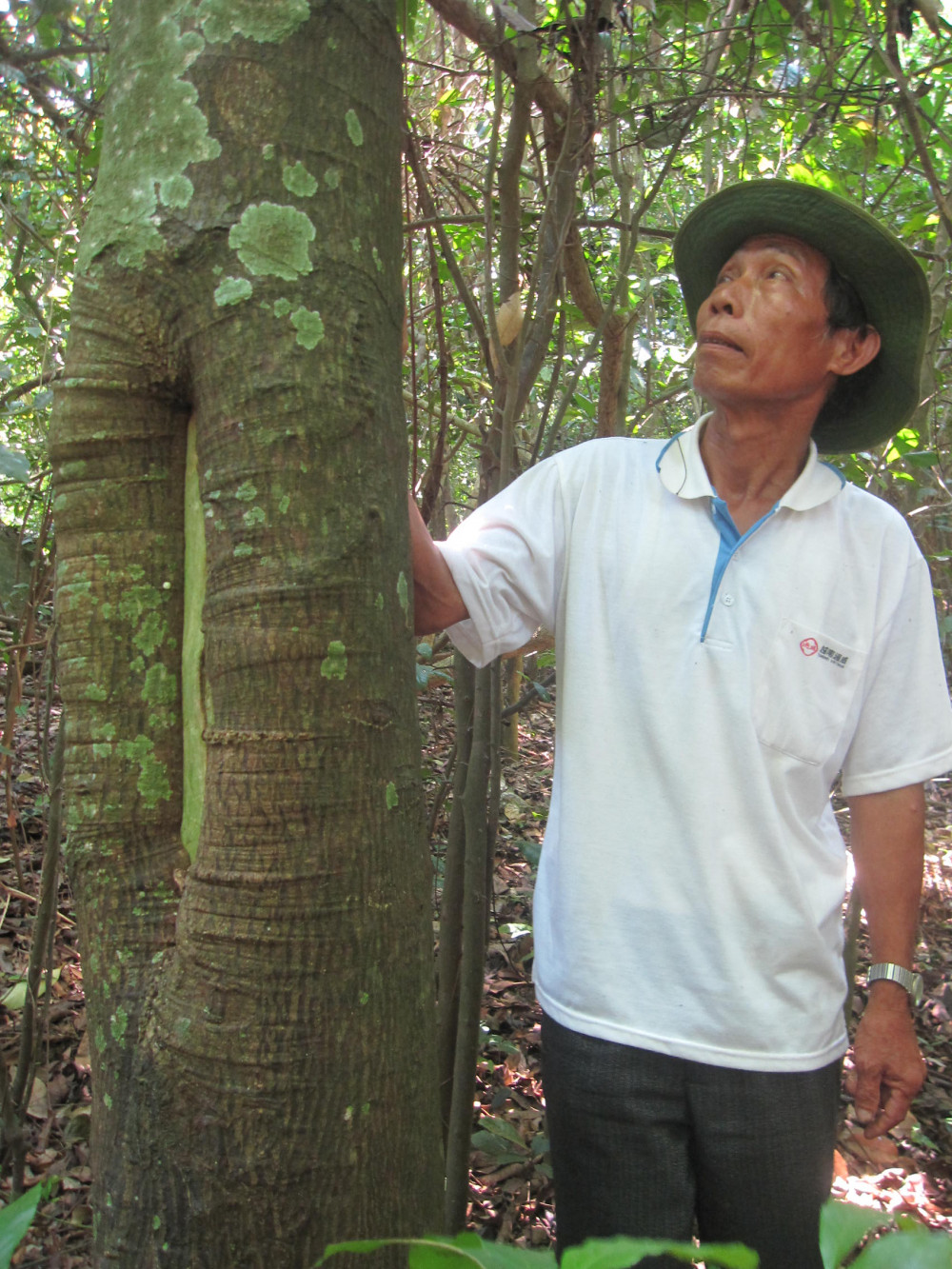 Ông Huỳnh Thanh Mười bên gốc cây trong rừng