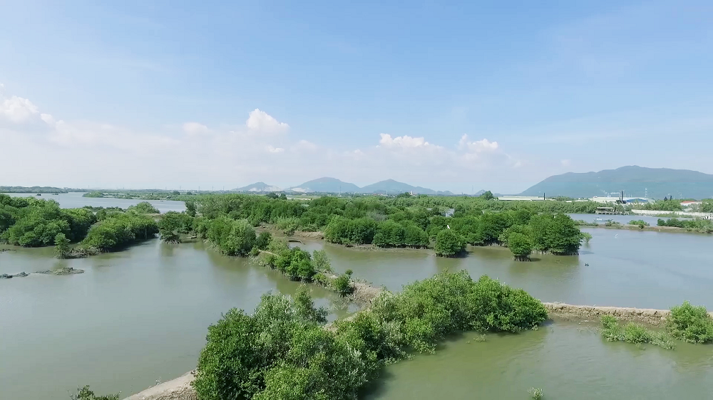 Mảng xanh đang dần hình thành từ những hàng đước non do Quỹ 1 triệu cây xanh cho Việt Nam và Vinamilk trồng tại ven sông Chà Và, tỉnh Bà Rịa - Vũng Tàu