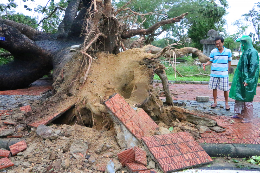 Cây xà cử hơn 100 tuổi nổi tiếng ở xứ Huế tại đường Lê Duẫn  bật gốc vì gió bão thổi mạnh