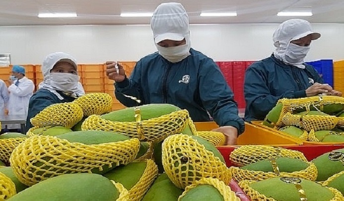 Trái xoài Việt Nam xuất khẩu vào Mỹ tăng mạnh cả về số lượng lẫn giá trị - Ảnh minh họa