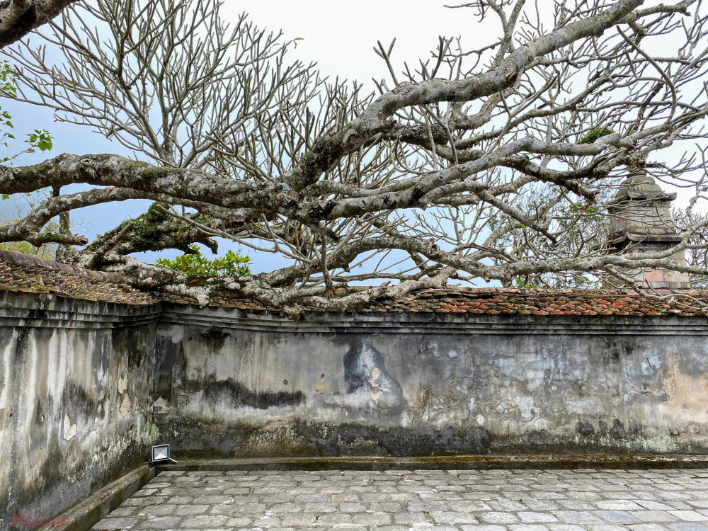 Những bức tường rêu phong 'ăn' nhưng cây sứ đại lâu năm tại đây.