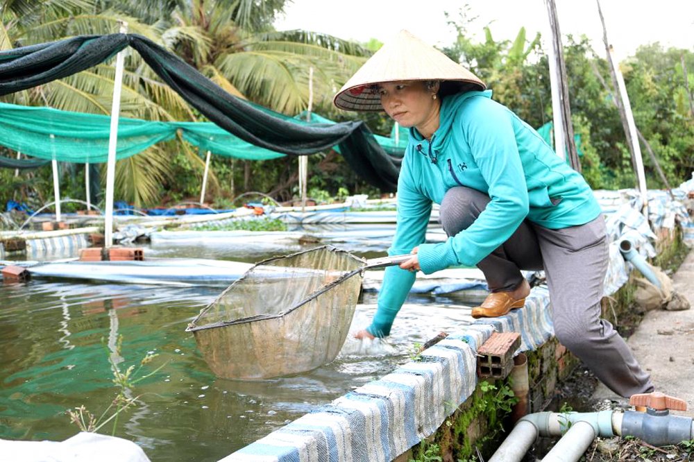 Khu vực trồng cá kiểng, nguồn thu nhập quan trọng của gia đình chị Trang