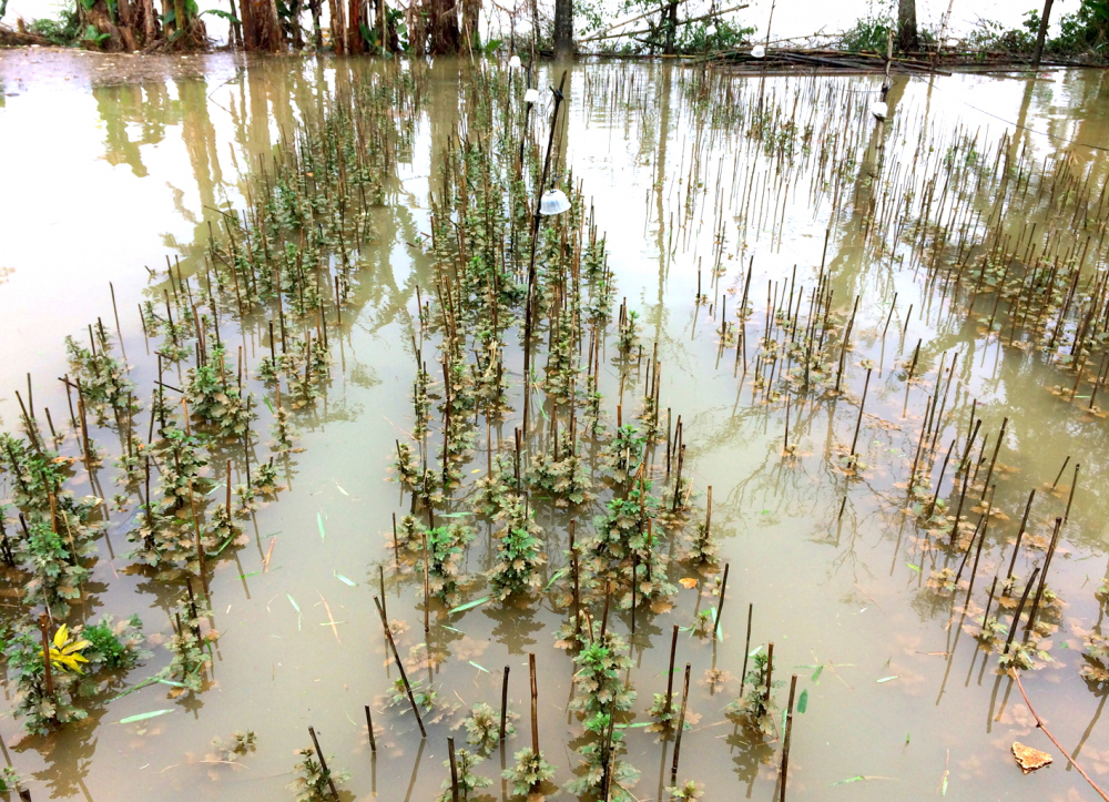 Người dân trồng hoa tết ở xã Phú Mậu năm nay vô cùng lao đao do vườn bị ngập lụt dài ngày Ảnh: Thuận Hóa