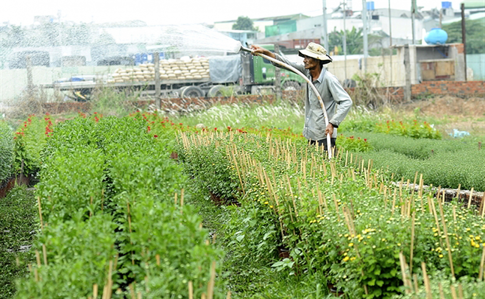 Làng hoa quận 12, TPHCM năm nay đã thu hẹp diện tích vì lo dịch bệnh ảnh hưởng tới sức tiêu thụ hoa