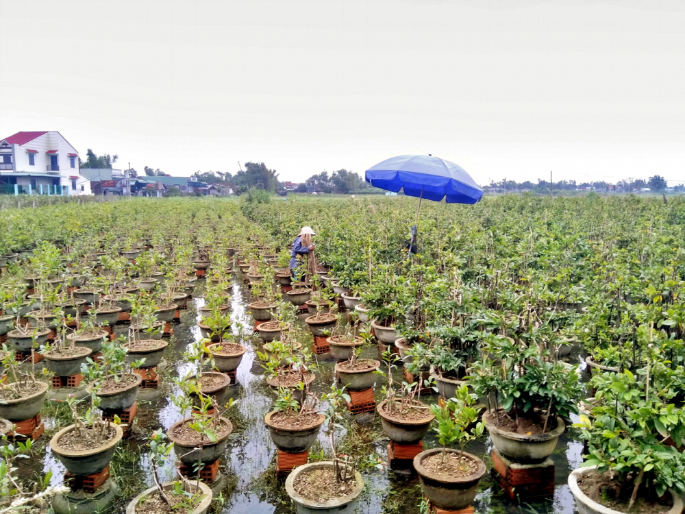 Người trồng mai chủ động kê cao chậu mai ngoài ruộng mai tránh tình trạng bị úng nước