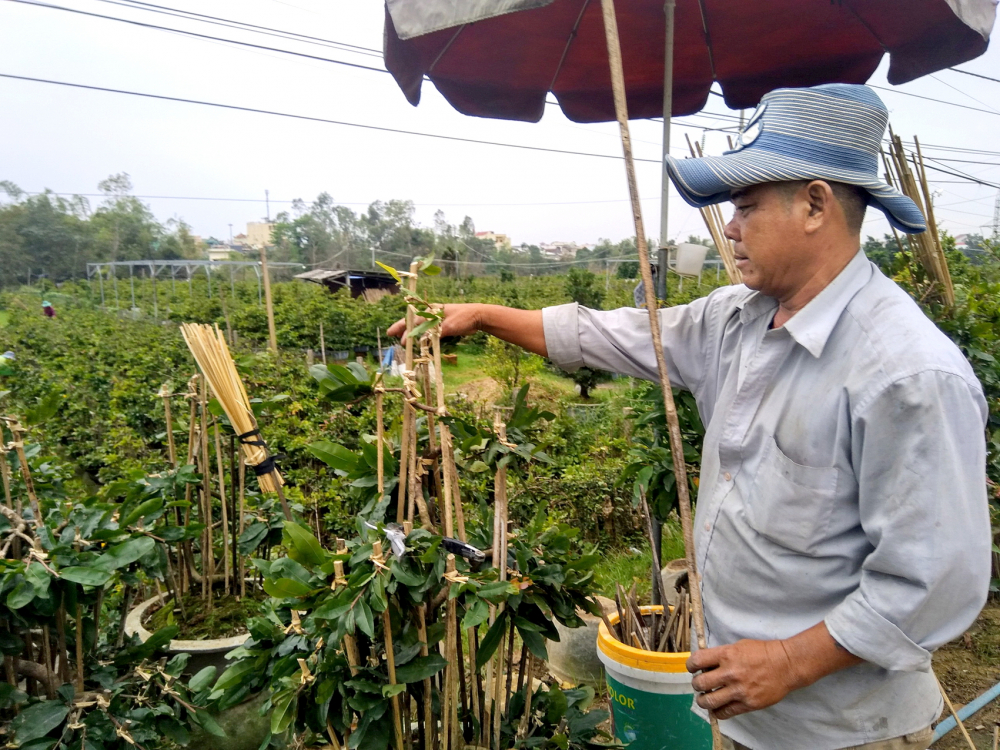 Nông dân trồng mai ở An Nhơn lo lắng vì sát tết mà chưa thấy thương lái về 