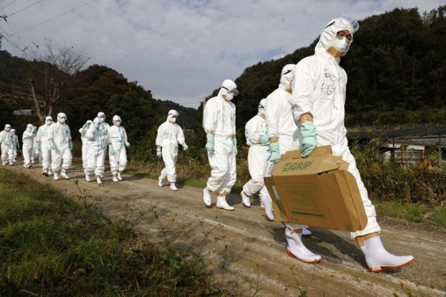 Các quan chức y tế mặc quần áo bảo hộ đi đến một trang trại gia cầm để điều tra một trường hợp nghi là ổ dịch cúm gia cầm ở Higashikagawa, miền tây Nhật Bản. Ảnh chụp ngày 8/11/2020 - Ảnh: Reuters/Kyodo