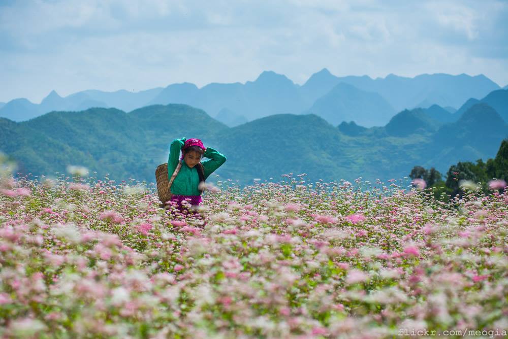 tam giác mạch