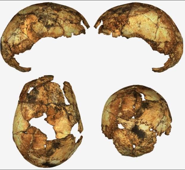 Các mảnh hộp sọ của người Homo erectus phát hiện ở Nam Phi ban đầu được cho là của loài khỉ đầu chó cổ đại. Ảnh: National Geographic