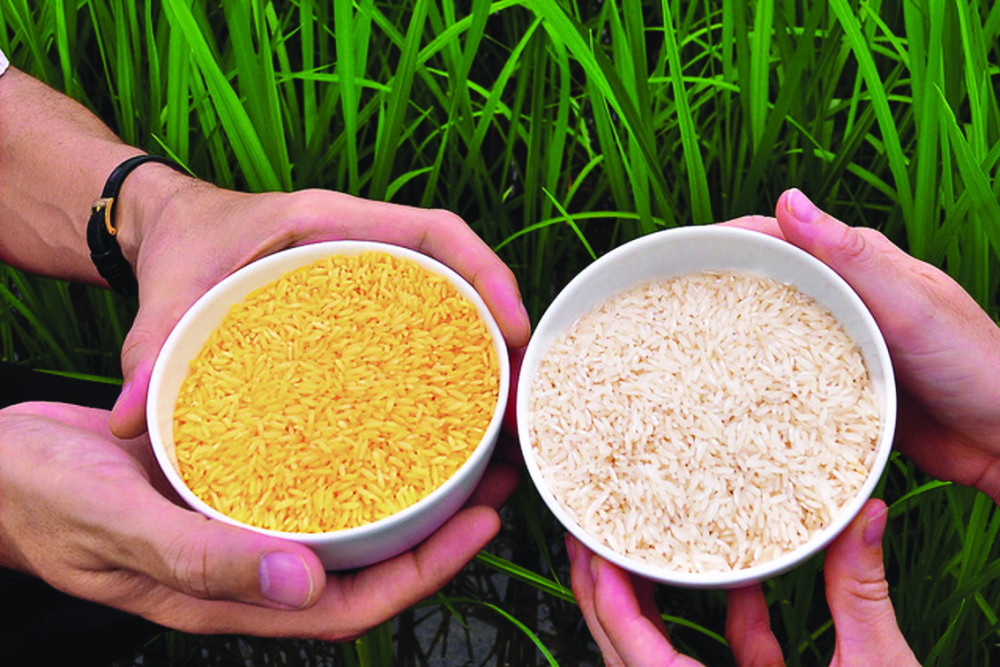 Giống gạo vàng biến đổi gen chứa beta-carotene được cho là  sẽ giúp hàng triệu người thoát khỏi nguy cơ thiếu vitamin A