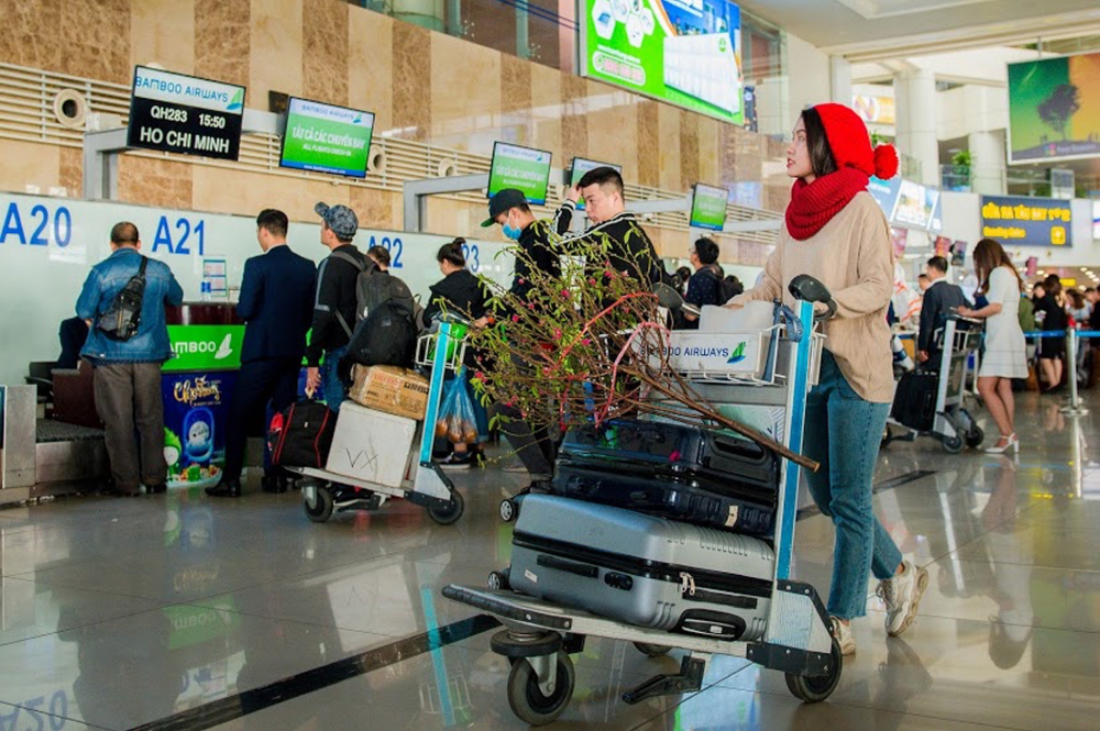 Giá vận chuyển cành mai, đào Tết năm nay gần 500 đồng/cành. Ảnh: Bamboo Airways