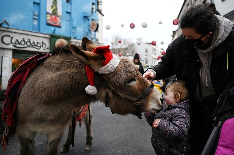 Cô bé Sofia Fox (2 tuổi) vui đùa cùng một con lừa đội mũ ông già Noel trên con đường mua sắm ở Galway, Ireland