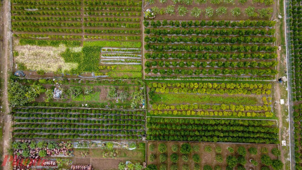 Chỉ riêng trên địa bàn của xã Liên Nghĩa (huyện Văn Giang) đã có khoảng 60ha trồng các loại cây cảnh phục vụ Tết.
