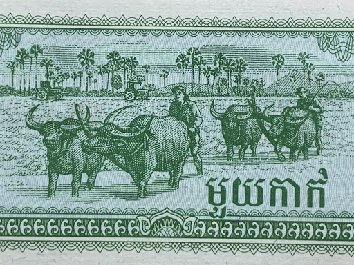 Tiền hình trâu Campuchia