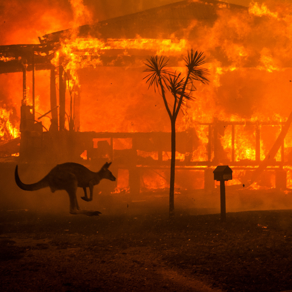 Hình ảnh chú kangaroo trốn chạy giữa đám cháy rừng tại Úc