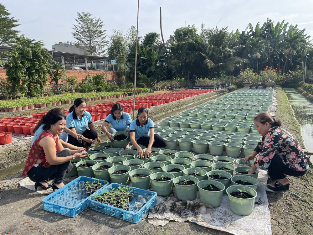 Phụ nữ phường Thạnh Lộc trồng cả 1.000 gốc vạn thọ và mào gà để tặng bà con chưng Tết. 